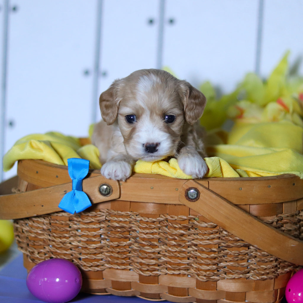 Carlos - Available 4/23