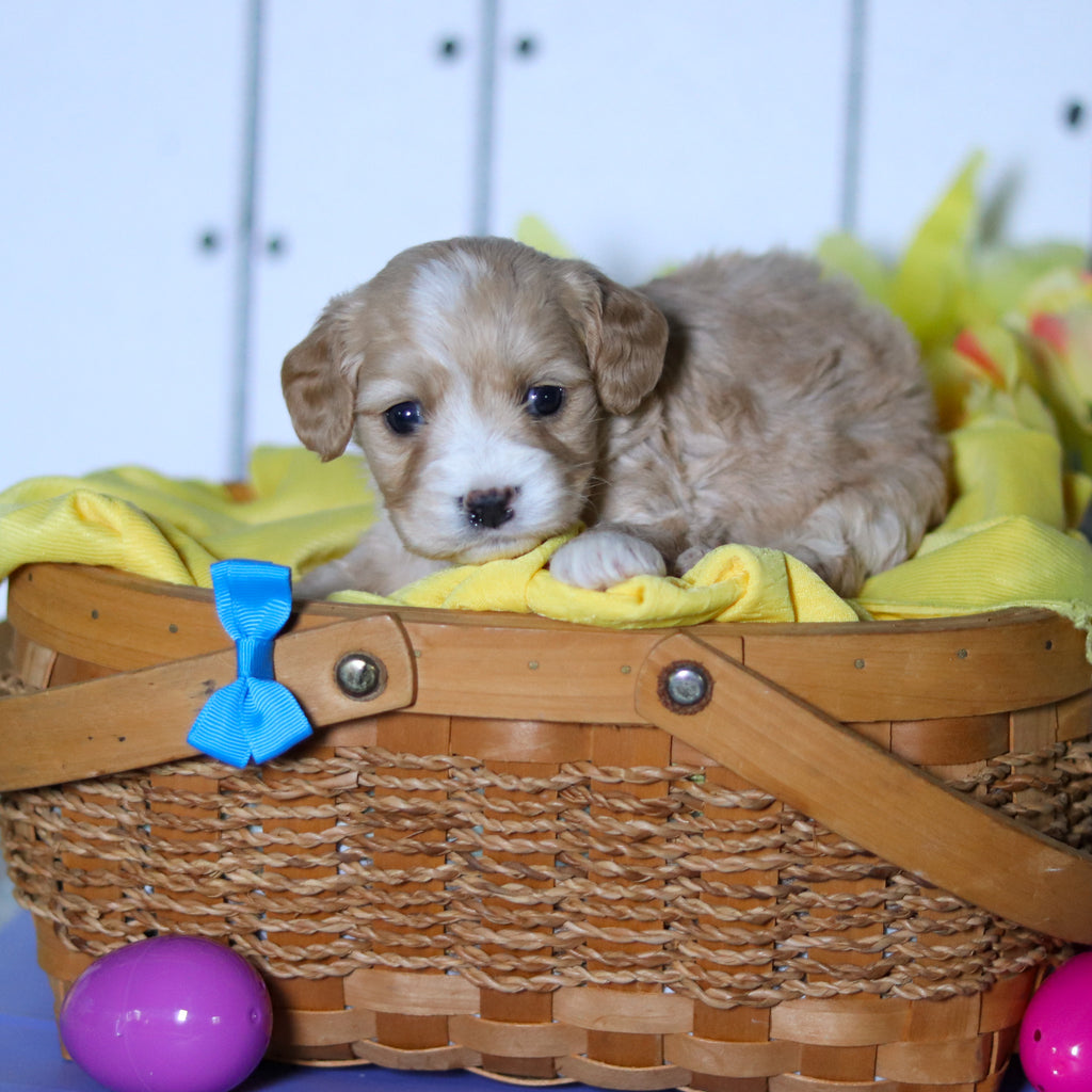 Carlos - Available 4/23