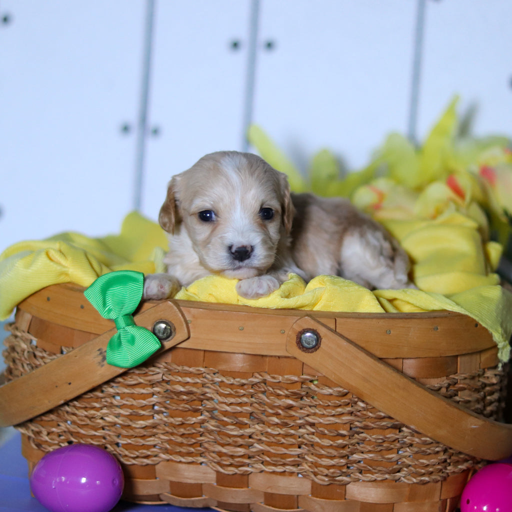 Carson - Available 4/23