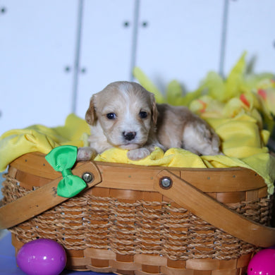 Carson - Available 4/23