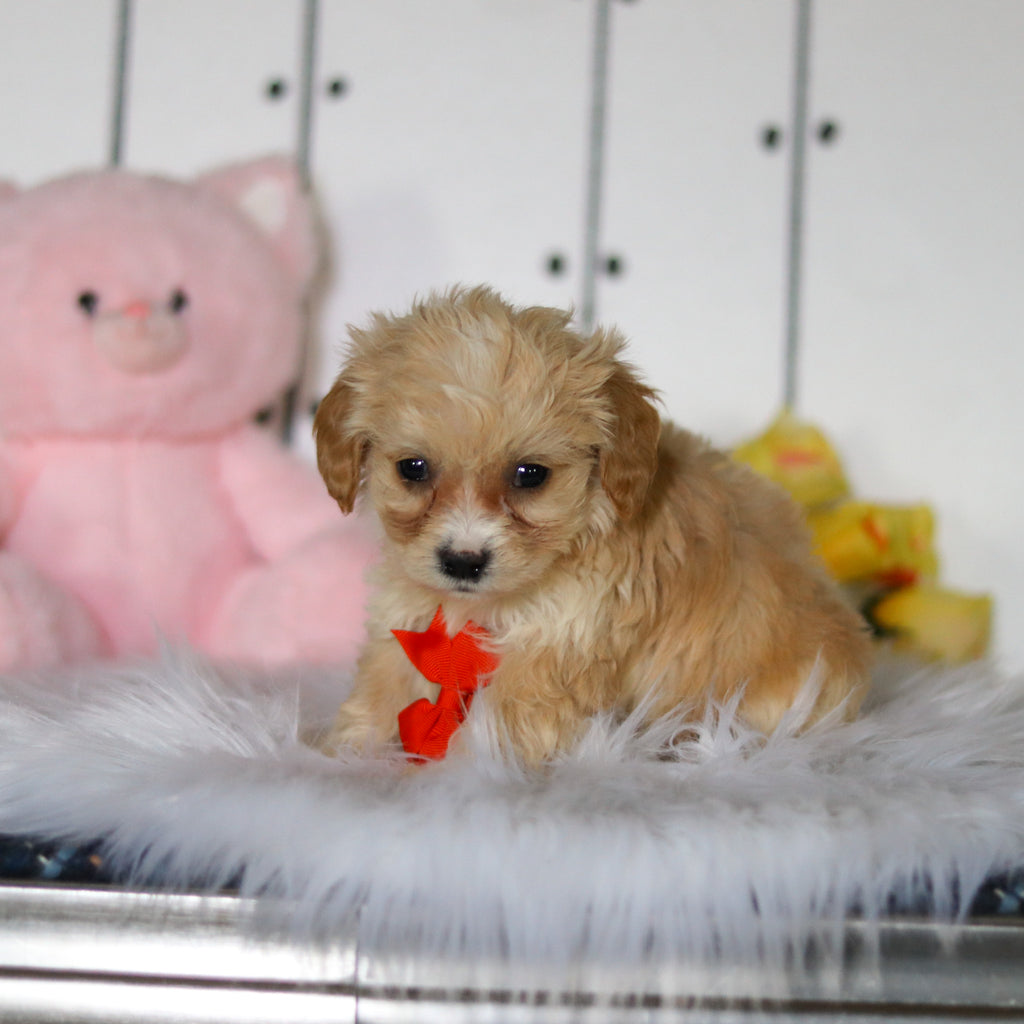 Carson - Available 4/23