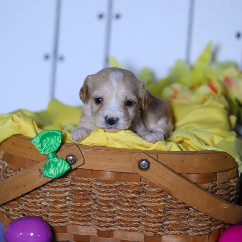 Carson - Available 4/23