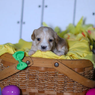 Carson - Available 4/23