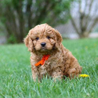 Mikey - Available 4/30