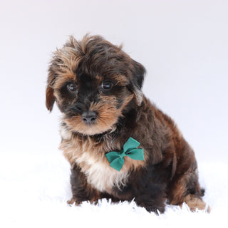 Mackie - Available 8/13