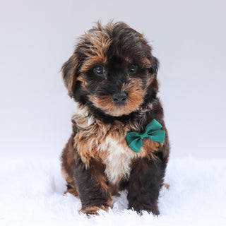 Mackie - Available 8/13
