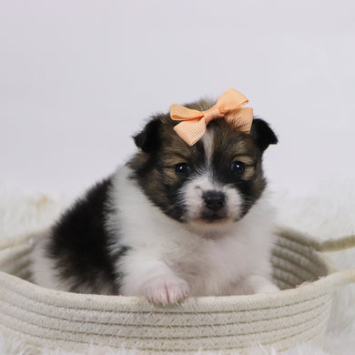 Maggie - Available 11/18