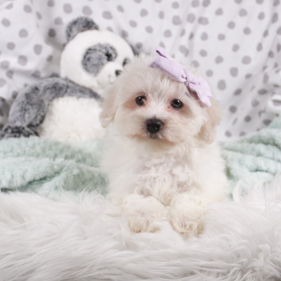 teacup maltichon