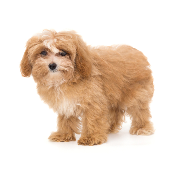 Teacup Toy Maltipoo Puppies For