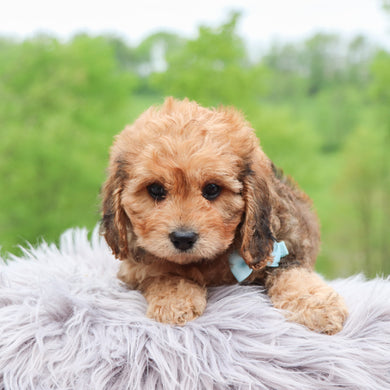 Manny - Available 5/28