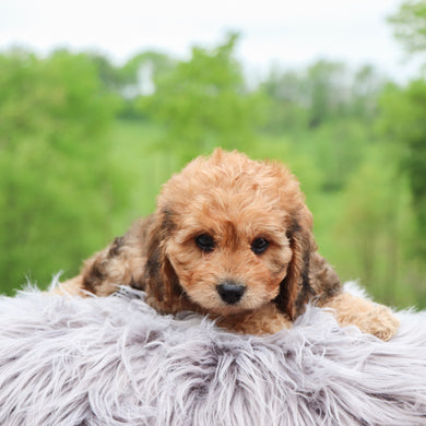 Manny - Available 5/28