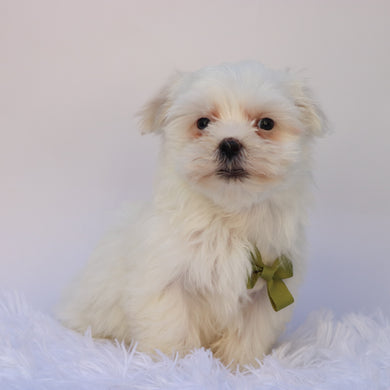 Manny - Available 9/17
