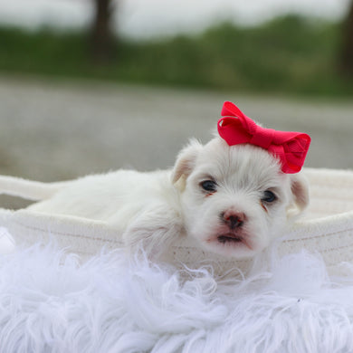 Margot - Available 6/18