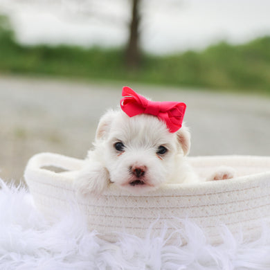 Margot - Available 6/18