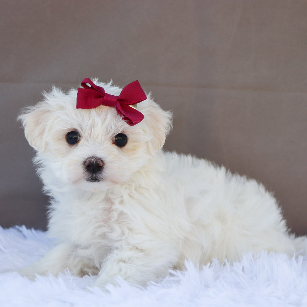 Margot - Available 6/18