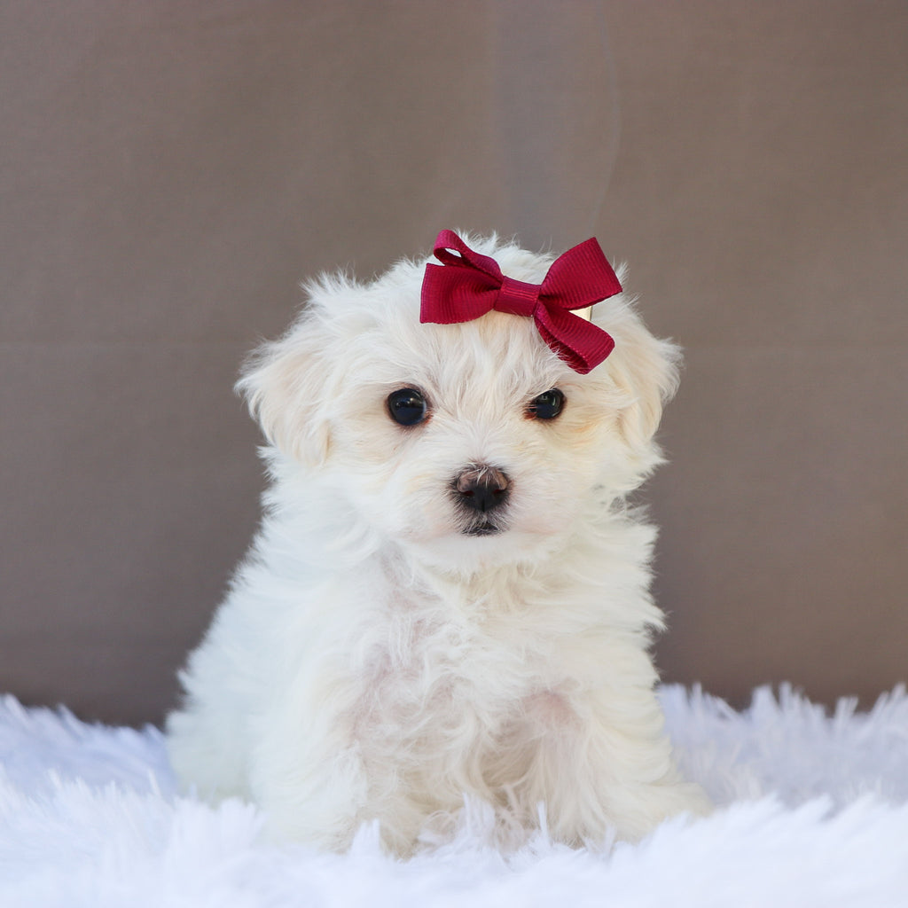 Margot - Available 6/18