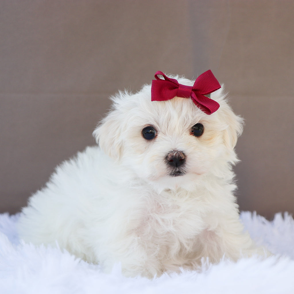Margot - Available 6/18