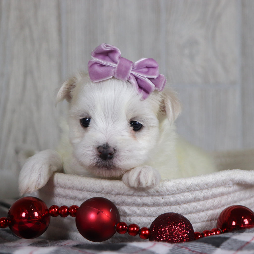 Mariah - Available 1/8