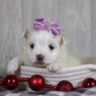 Mariah - Available 1/8