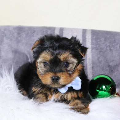 Marion - Available 12/31