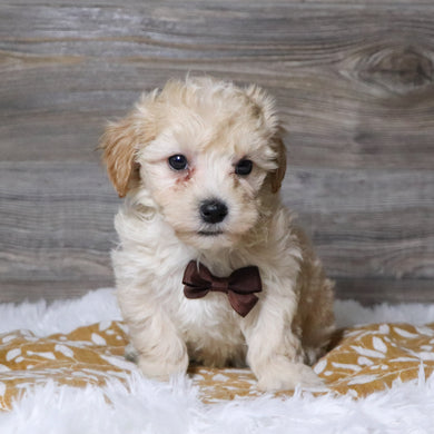 Markie - Available 12/3