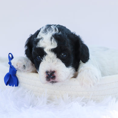Marlin - Available 7/30