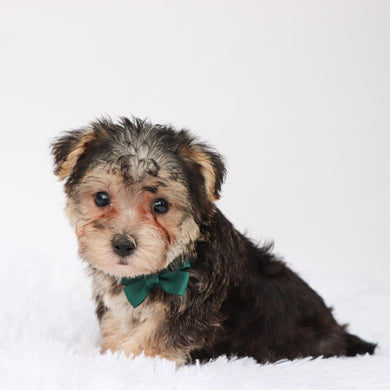 Marlowe - Available Now