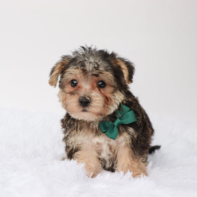 Marlowe - Available Now