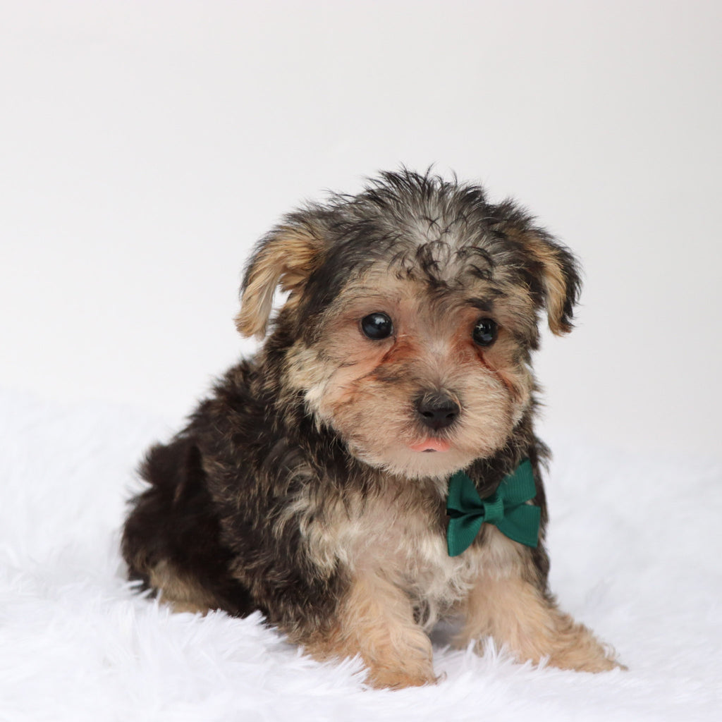 Marlowe - Available Now