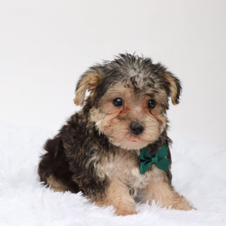 Marlowe - Available Now