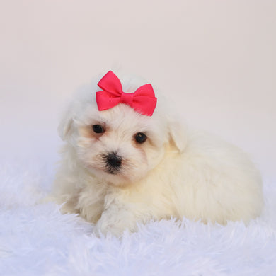 Marley - Available 9/24
