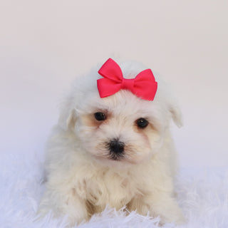 Marley - Available 9/24