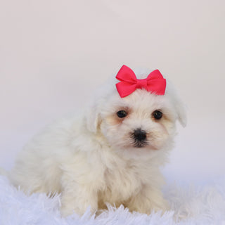 Marley - Available 9/24