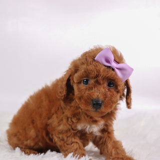 Marsha - Available 10/7