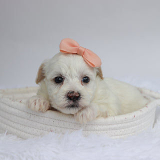 Martha - Available 9/17