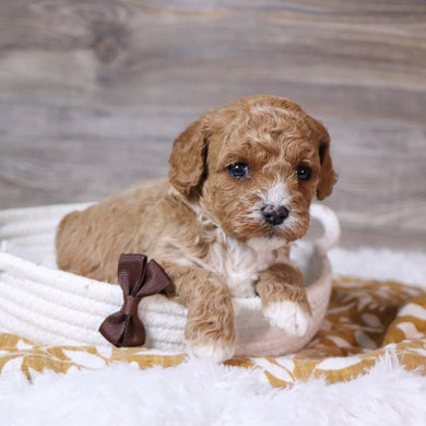 Martin - Available 12/23