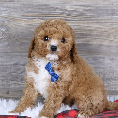 Martin - Available 12/23