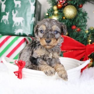 Mason - Available 1/21