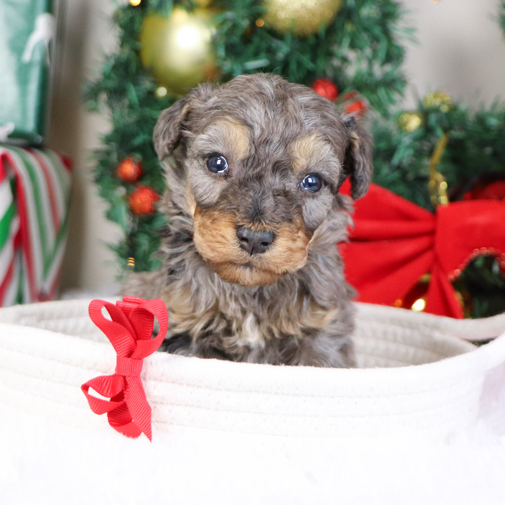 Mason - Available 1/21