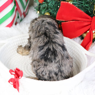 Mason - Available 1/21