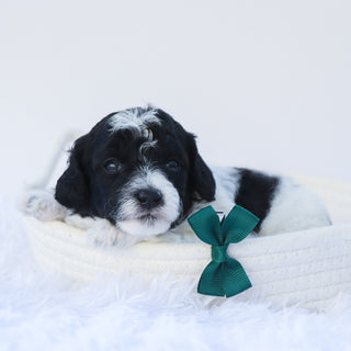 Mason - Available 7/30
