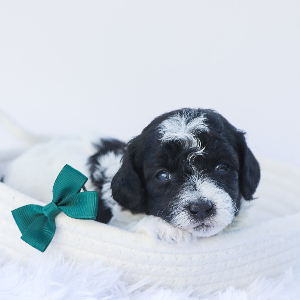 Mason - Available 7/30