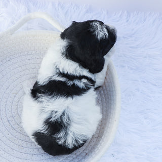 Mason - Available 7/30