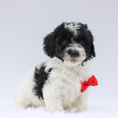 Mason - Available Now