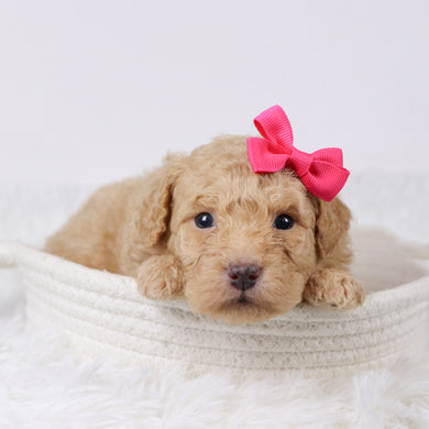 Maxine - Available 11/25