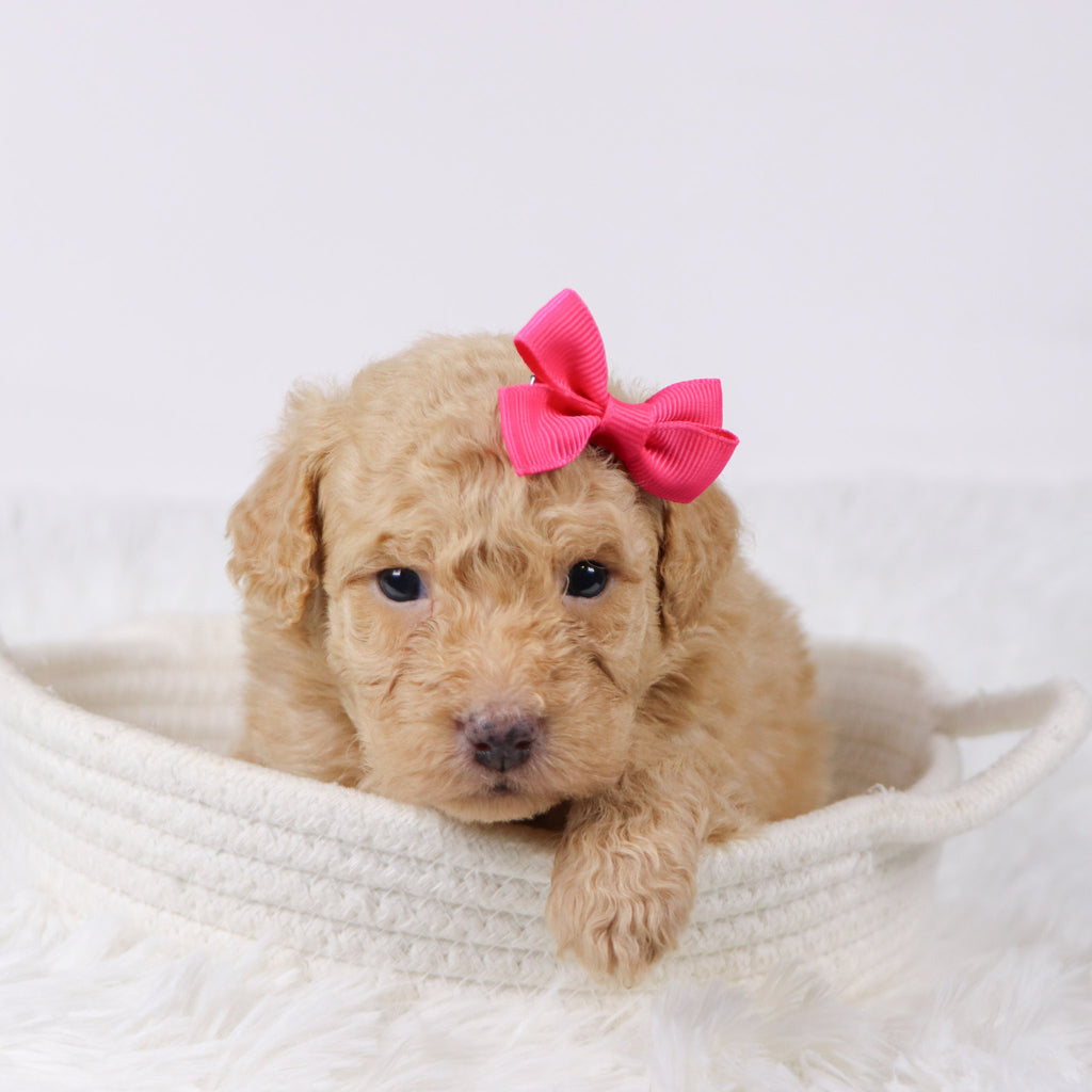 Maxine - Available 11/25