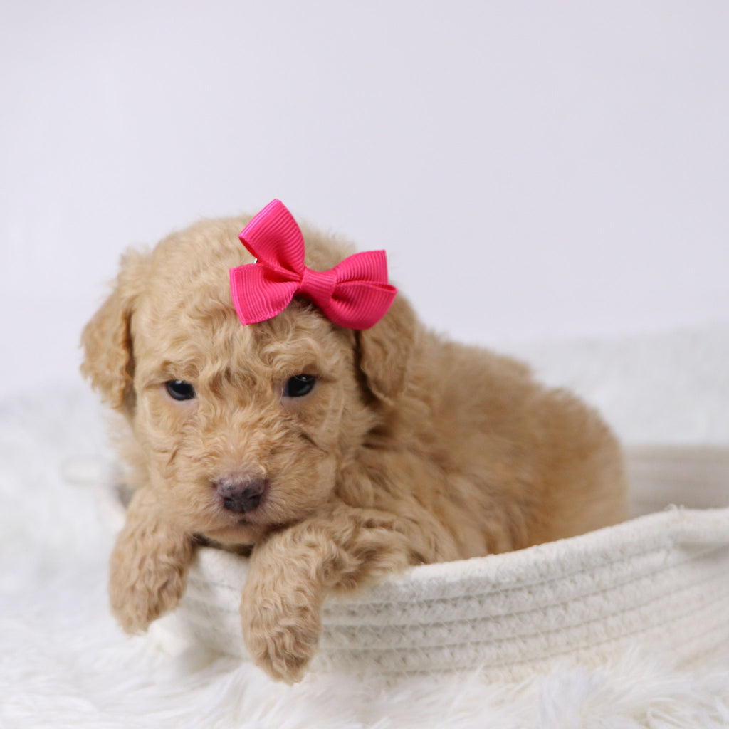 Maxine - Available 11/25