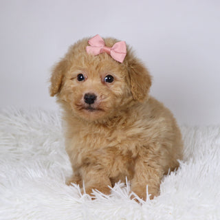 Maxine - Available 11/26