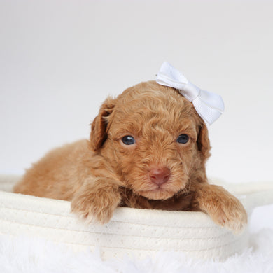 Melissa - Available 9/10