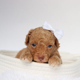 Melissa - Available 9/10